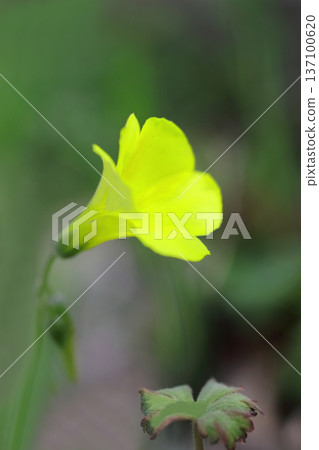 Yellow Oh Kivana Katabi Flower Yellow Oh Kivana Katabi Flower 137100620