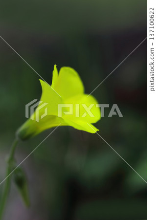 Yellow Oh Kivana Katabi Flower Yellow Oh Kivana Katabi Flower 137100622