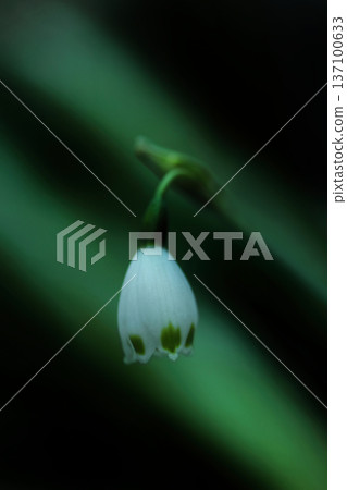 Snowflake flowers beginning to bloom Snowflake flowers beginning to bloom 137100633