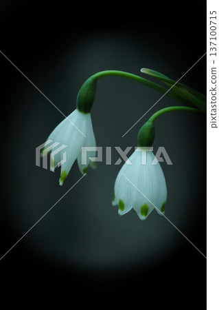 雪花花朵盛開 137100715