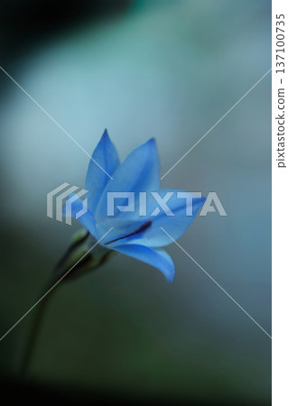Blue uniflora 137100735