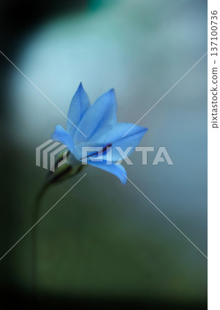一朵藍色的花朵在春日的天空下綻放 一朵藍色的花朵在春日的天空下綻放 137100736