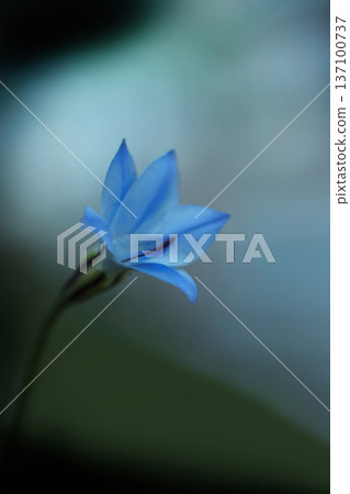 藍色Hananyla花 藍色Hananyla花 137100737