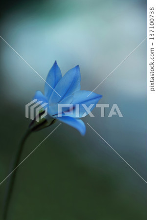 Blue Hananyla flower Blue Hananyla flower 137100738