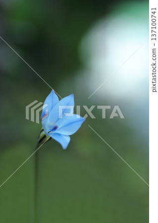 Blue Hananyla flower 137100741