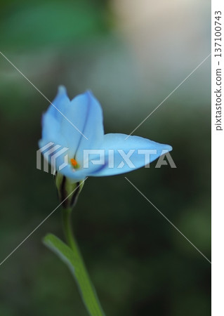 淺藍色蜂窩狀 淺藍色蜂窩狀 137100743