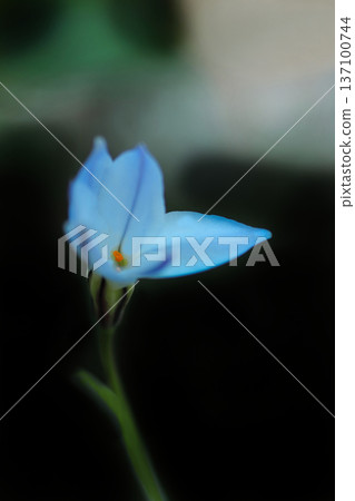 Light blue honeycomb 137100744