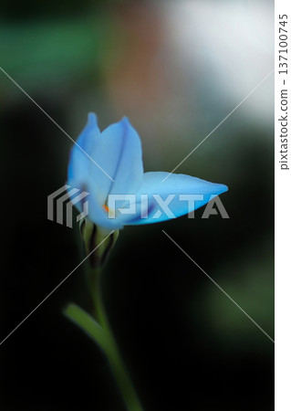 Light blue honeycomb 137100745