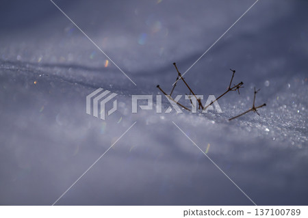 Twigs left on the snow 137100789