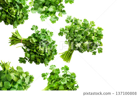 Multiple cilantro bunches arranged in a seamless pattern, isolated on white background, concept of freshness and organic herbs Multiple cilantro bunches arranged in a seamless pattern, isolated on white background, concept of freshness and organic herbs 137100808