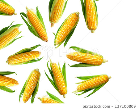 Juicy corn cobs with green husks displayed in seamless layout, isolated on white backdrop, concept of organic food and harvest 137100809
