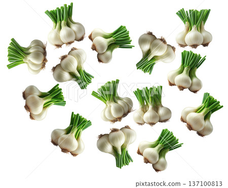 Multiple fresh spring garlic bunches with green stalks arranged isolated on white background, concept of harvest Multiple fresh spring garlic bunches with green stalks arranged isolated on white background, concept of harvest 137100813