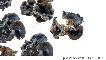 Variety of edible mushrooms with intricate textures and gills, isolated on white background, concept of natural food 137100814