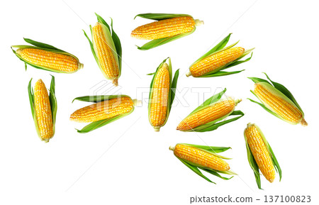 Juicy corn cobs with green husks displayed in seamless layout, isolated on white backdrop, concept of organic food and harvest 137100823