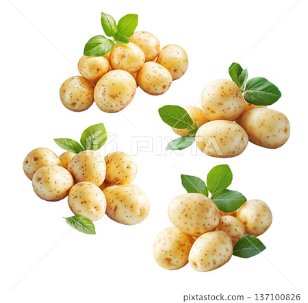 Multiple clusters of fresh raw potatoes with green leaves isolated on a white background, organic food and harvest concept Multiple clusters of fresh raw potatoes with green leaves isolated on a white background, organic food and harvest concept 137100826