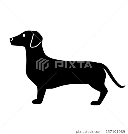 Vector illustration of a dog (dachshund) 137101089