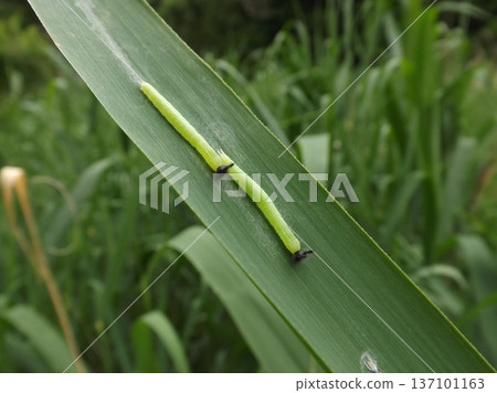 Black butterfly larvae lined up together 137101163