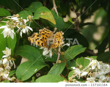 A northern admiral butterfly sucking nectar from a Deutzias flower A northern admiral butterfly sucking nectar from a Deutzias flower 137101164
