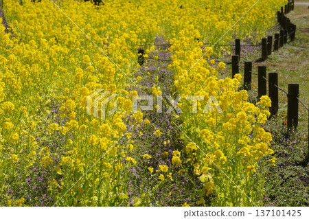 舊中川河岸邊盛開的油菜花 137101425