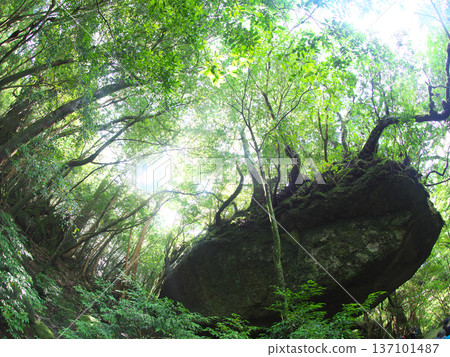 Mossy boulder in the forest 137101487
