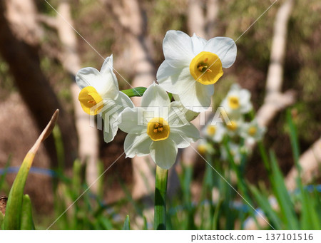 Narcissus Narcissus 137101516