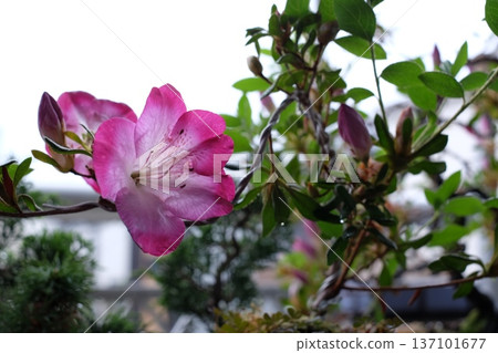 盛開的杜鵑花 盛開的杜鵑花 137101677