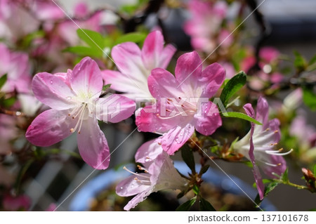 盛開的杜鵑花 盛開的杜鵑花 137101678
