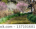 path with plum blossoms 137101681