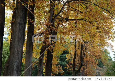 Carpet of fallen leaves Carpet of fallen leaves 137101768