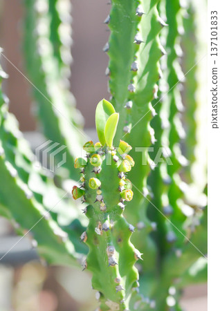 euphorbia, Euphorbia antiquorum L or euphorbiaceae or Malayan spurge tree or succulent euphorbia, Euphorbia antiquorum L or euphorbiaceae or Malayan spurge tree or succulent 137101833
