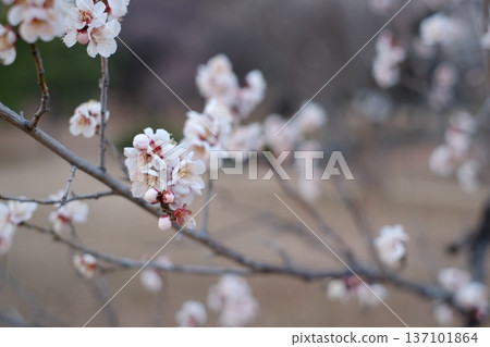日本春天盛開的美麗梅花 日本春天盛開的美麗梅花 137101864