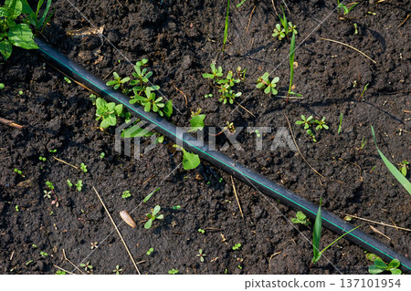 Garden irrigation.Yellow watering rubber hose lying on ground Garden irrigation.Yellow watering rubber hose lying on ground 137101954