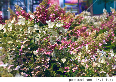 Pink white decorative shrub Hydrangea Paniculata for decorating parks Pink white decorative shrub Hydrangea Paniculata for decorating parks 137101955