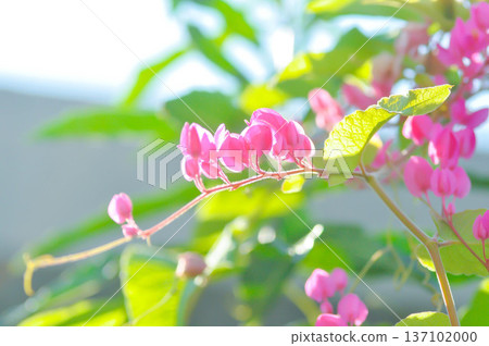 Antigonon leptopus Hook and Arn, Coral vine or Mexican creeper or Chain of love or Pink vine or Honolulu Creeper or POLYGONACEAE Antigonon leptopus Hook and Arn, Coral vine or Mexican creeper or Chain of love or Pink vine or Honolulu Creeper or POLYGONACEAE 137102000