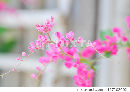 Antigonon leptopus Hook and Arn, Coral vine or Mexican creeper or Chain of love or Pink vine or Honolulu Creeper or POLYGONACEAE 137102002