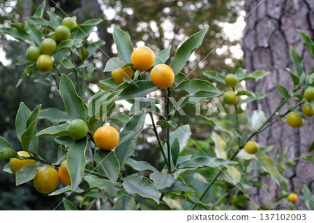 Kumquats bloom in spring in Japan Kumquats bloom in spring in Japan 137102003