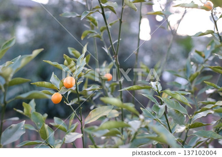 Kumquats bloom in spring in Japan 137102004