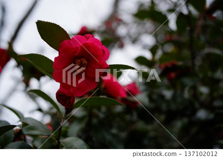 紅山茶花 137102012