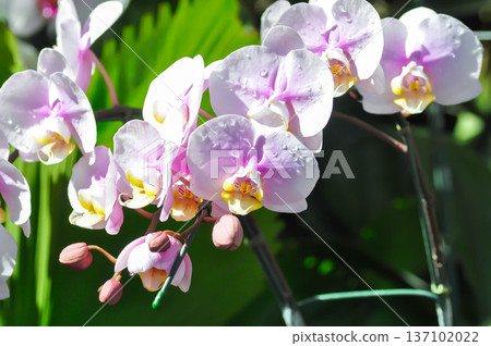 Moon Orchid, moth orchid or Phalaenopsis or Phalaenopsis amabilis or purple flower or purple orchid Moon Orchid, moth orchid or Phalaenopsis or Phalaenopsis amabilis or purple flower or purple orchid 137102022