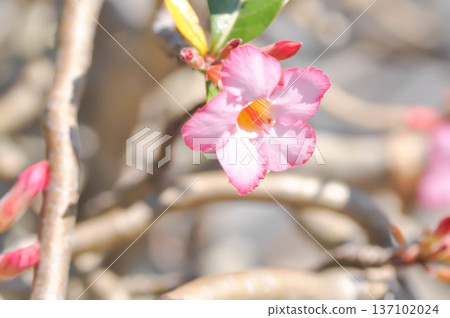 Desert rose, APOCYACEAE or Adenium obesum or Mock Azalea or Pinkbignonia or Impala lily Desert rose, APOCYACEAE or Adenium obesum or Mock Azalea or Pinkbignonia or Impala lily 137102024