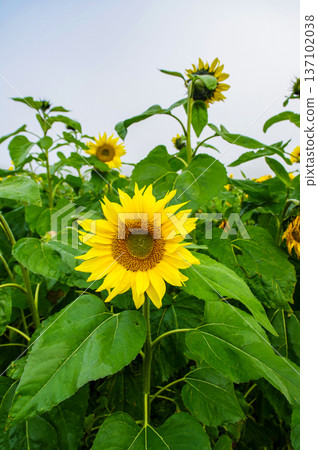 Sunflower 137102038