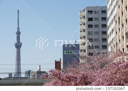 Kawazu cherry tree in the former Nakagawa 137102067