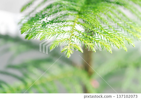 Araucaria cunninghamii, Araucaria heterophylla or Araucaria heterophylla Salisb Franco or Araucariaeae or Hoop pine or House Pine or Norfolk Island Pine or pine tree Araucaria cunninghamii, Araucaria heterophylla or Araucaria heterophylla Salisb Franco or Araucariaeae or Hoop pine or House Pine or Norfolk Island Pine or pine tree 137102073