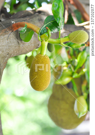 Artocarpus heterophyllus Lam or MORACEAE , jackfruit tree Artocarpus heterophyllus Lam or MORACEAE , jackfruit tree 137102077
