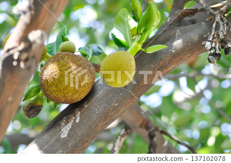 Artocarpus heterophyllus Lam or MORACEAE , jackfruit tree Artocarpus heterophyllus Lam or MORACEAE , jackfruit tree 137102078