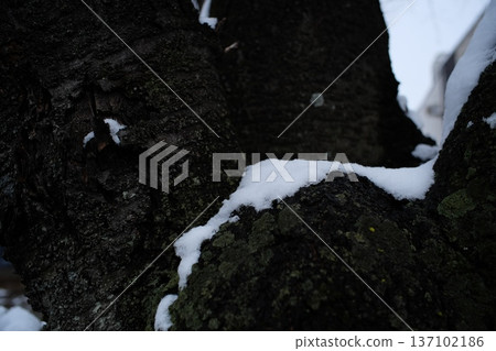 Japanese winter landscape 137102186