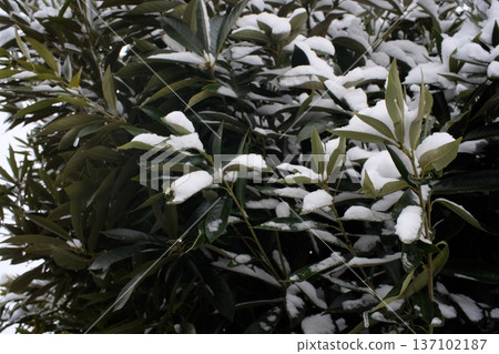 Japanese winter landscape Japanese winter landscape 137102187