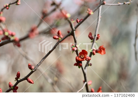 Japanese quince flower red spring February 137102400