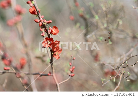 Japanese quince flower red spring February Japanese quince flower red spring February 137102401