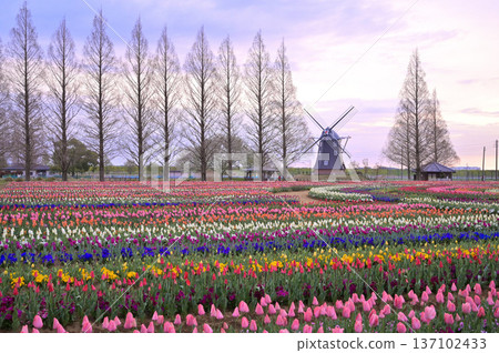 Tulip fields in full bloom Tulip fields in full bloom 137102433